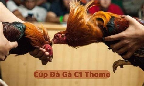 Đá Gà C1 .